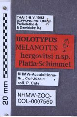 Etiketten zu Melanotus hergovitsi (NHMW-ZOO-COL-0007569)